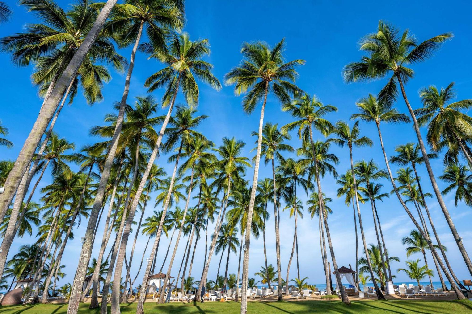 Viva V Samana By Wyndham, A Trademark Adults All Inclusive Las Terrenas Exterior photo Palm trees in Punta Cana