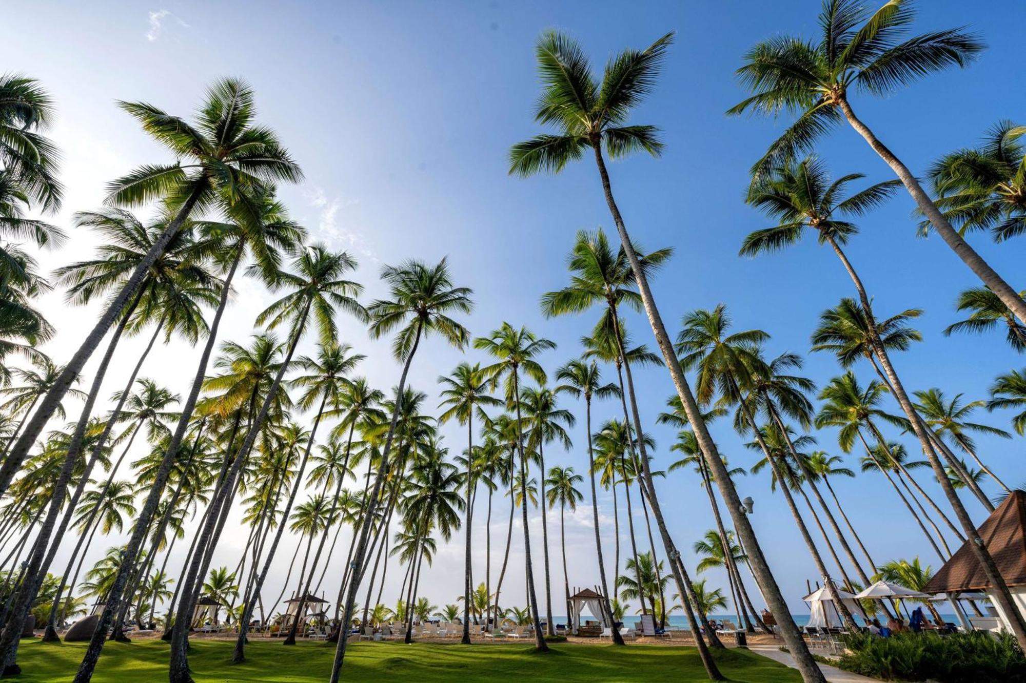 Viva V Samana By Wyndham, A Trademark Adults All Inclusive Las Terrenas Exterior photo Palm trees in Punta Cana